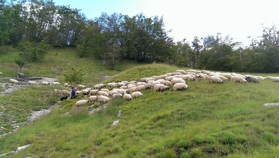Stado ovaca na pašnjaku, naslovna fotografija Torove stranice